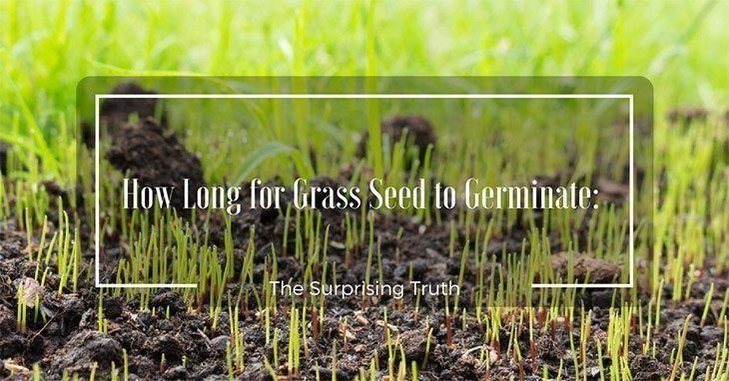 How Long For Grass Seed To Germinate The Surprising Truth