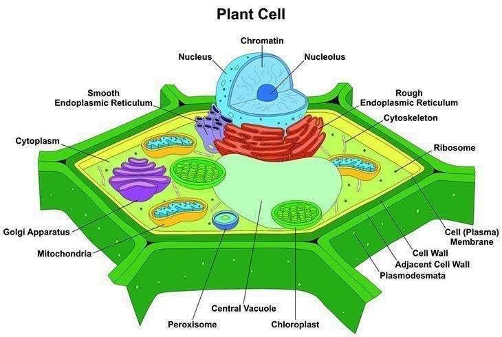 Plant Cell Photosynthesis