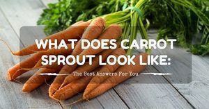 What Does Carrot Sprout Look Like: The Best Answers For You.