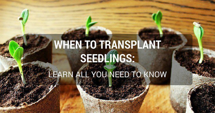transplanting seedlings