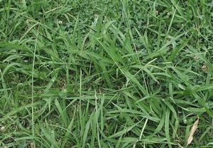 13 Ways To Kill Dallisgrass: How to Kill Dallisgrass Without Calling a ...