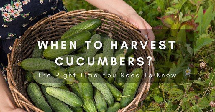 When To Harvest Cucumbers The Right Time You Need To Know 1 Gardening Blogs 2023poulan Leaf