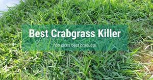 Best Crabgrass Killer For for Weed Buy 2022: Top Picks for Better Lawn